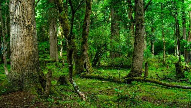 植樹節(jié)-春風十里,正“植”有你【杭州易造】 植樹節(jié)-春風十里,正“植”有你【杭州易造】