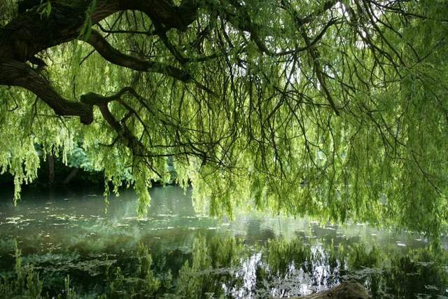 植樹節(jié)-春風十里,正“植”有你【杭州易造】 植樹節(jié)-春風十里,正“植”有你【杭州易造】
