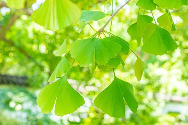 植樹節(jié)-春風十里,正“植”有你【杭州易造】 植樹節(jié)-春風十里,正“植”有你【杭州易造】