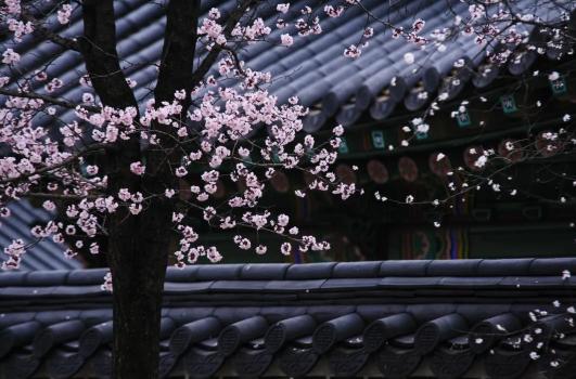 谷雨|雨生百谷,萬象更新 谷雨|雨生百谷,萬象更新