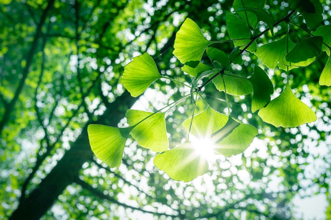 立夏六｜春光忽盡，夏木成陰【杭州易造】