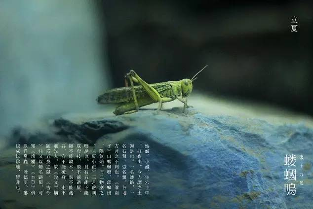 立夏六｜春光忽盡，夏木成陰【杭州易造】