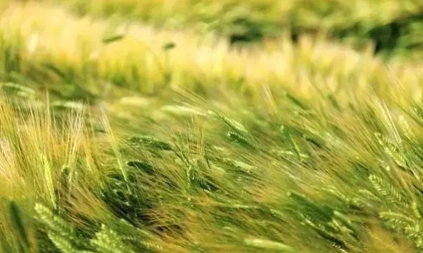 立夏六｜春光忽盡，夏木成陰【杭州易造】