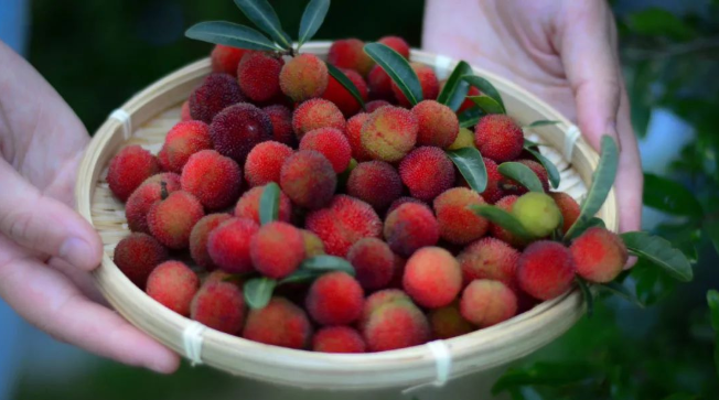 立夏六｜春光忽盡，夏木成陰【杭州易造】