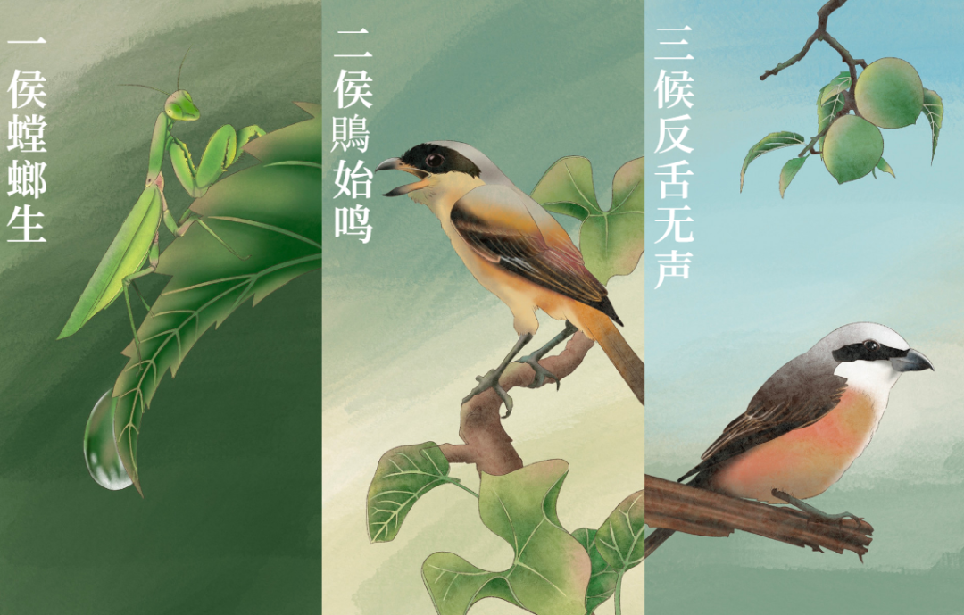 芒種 | 風(fēng)吹麥成浪，蟬鳴夏始忙-三候