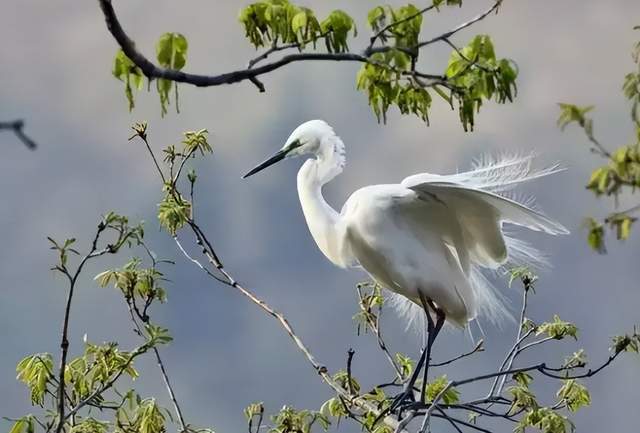 二十四節(jié)氣-白露 | 白露至,秋實美 二十四節(jié)氣-白露 | 白露至,秋實美