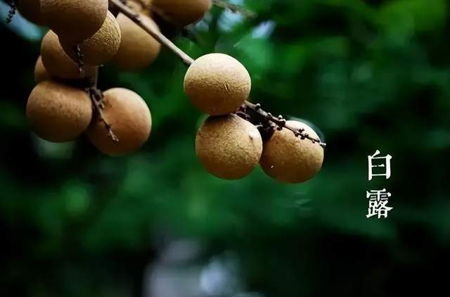 二十四節(jié)氣-白露 | 白露至,秋實美 二十四節(jié)氣-白露 | 白露至,秋實美