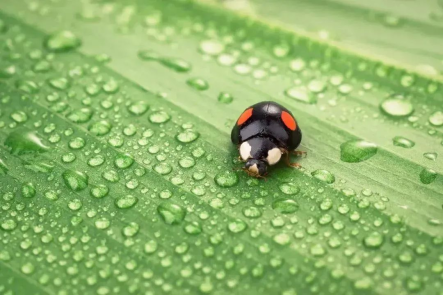 立春-蜇蟲始振 立春-蜇蟲始振