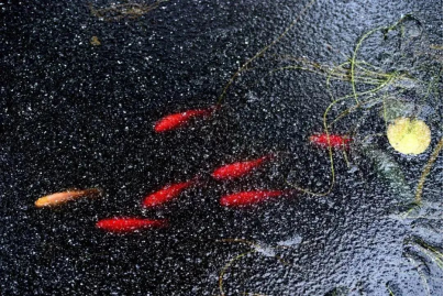 立春-魚陟負冰 立春-魚陟負冰