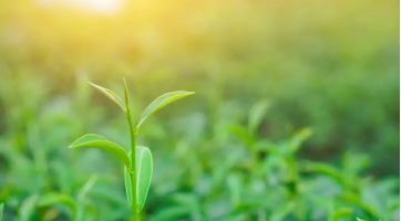 立春-節氣調養 立春-節氣調養